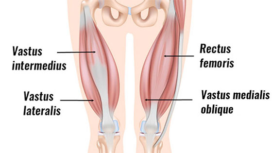 vastus medialis oblique (VMO)