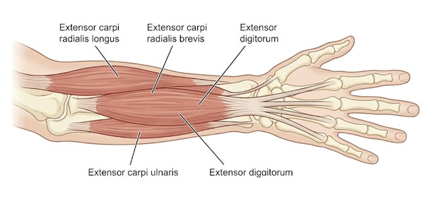 wrist extensor muscles